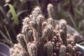 A small cactus bush, desert tropical plants